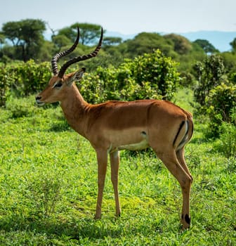 Khwai, Botswana wildlife  Pictures