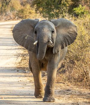 Khwai, Botswana wildlife  Pictures