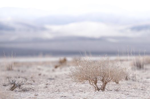 Little Lonely Death Valley Shrub