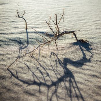 Zen twig in the sand