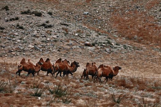 Bactrian Camel in the Gobi desert, Mongolia. A herd of Animals on the pasture.