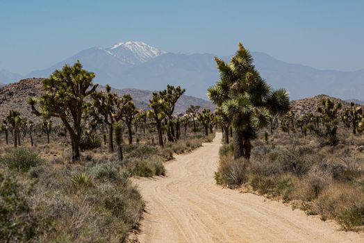 Joshua Tree wilderness mountain road