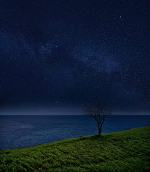 Lonely tree and the ocean against the starry sky. night landscape.