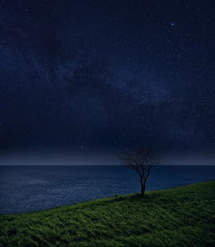 Lonely tree and the ocean against the starry sky. night landscape.