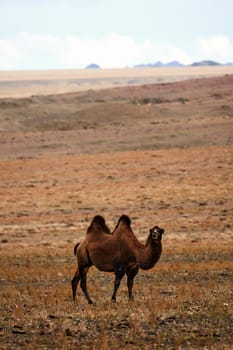 Bactrian camel in the steppes of Mongolia. the transport of the nomad. A herd of Animals on the pasture.