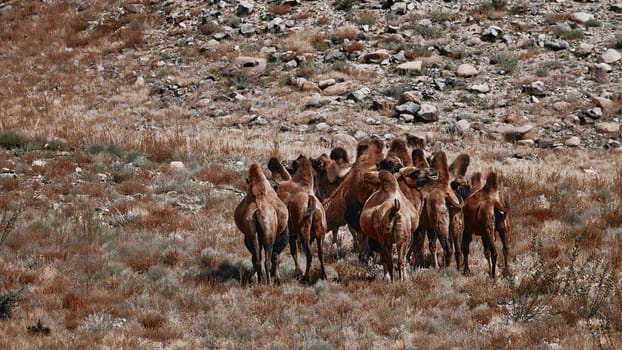 Bactrian Camel in the Gobi desert, Mongolia. A herd of Animals on the pasture.