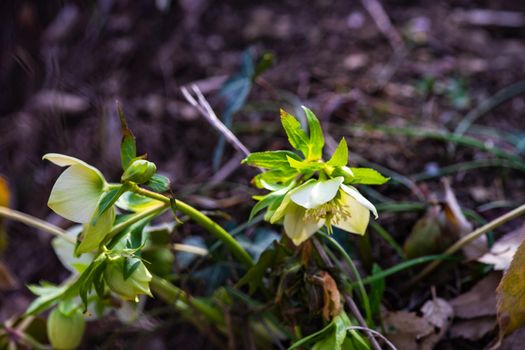 Close up of rare Helleborus flower in the forest