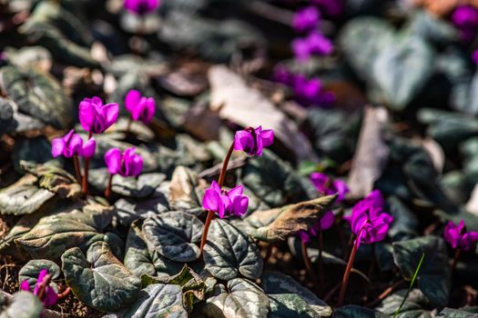 First spring flowers in the wood Erythronium Sibiricum, spring time card concept