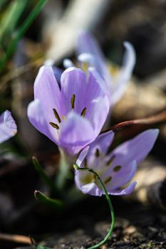 Colchicum autumnale, commonly known as crocus, meadow saffron or naked lady