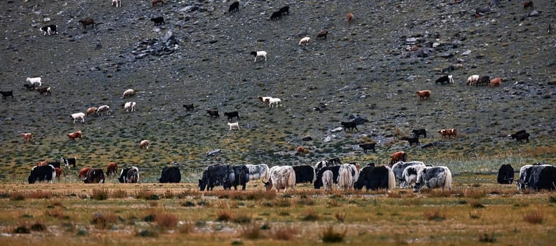 Herd of yaks. Carlike in Mongolia. A herd of Animals on the pasture.