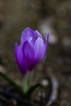 Colchicum autumnale, commonly known as crocus, meadow saffron or naked lady