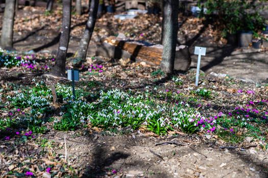 White snowdrop flowers in a forest as a spring time card