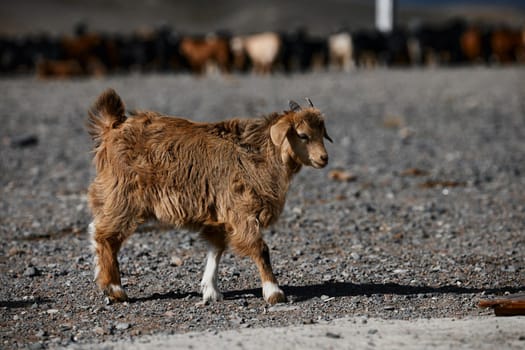 Mongolian goats. Source of meat, milk and wool. Goat Cashmere and cheese have become favorite Souvenirs of tourists.