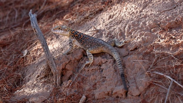 Lizard among the red rocks. Agama of Stoliczka (lat. Laudakia stoliczkana) is a lizard from the genus of Asian mountain agams.