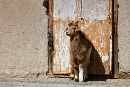 Mongolian goats. Source of meat, milk and wool. Goat Cashmere and cheese have become favorite Souvenirs of tourists.