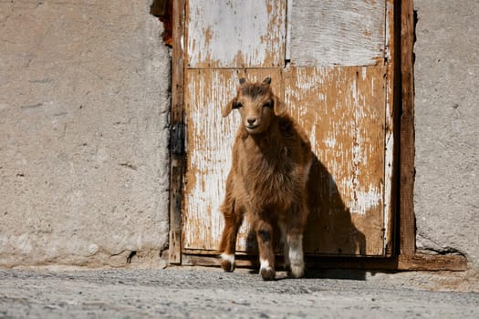 Mongolian goats. Source of meat, milk and wool. Goat Cashmere and cheese have become favorite Souvenirs of tourists.