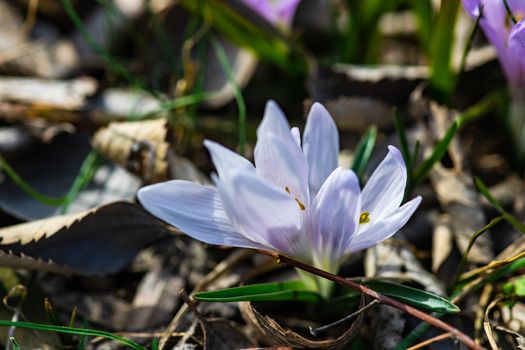 Colchicum autumnale, commonly known as crocus, meadow saffron or naked lady