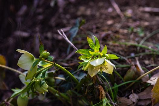 Close up of rare Helleborus flower in the forest