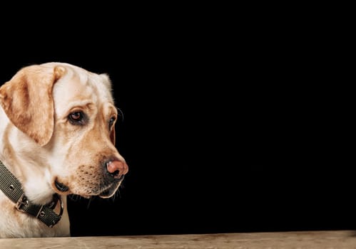 Portrait of Golden Retriever. Studio shot of an adorable Golden retriever on black background. Smart, beautiful companion