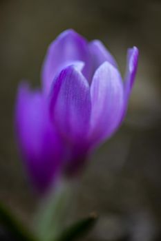 Colchicum autumnale, commonly known as crocus, meadow saffron or naked lady