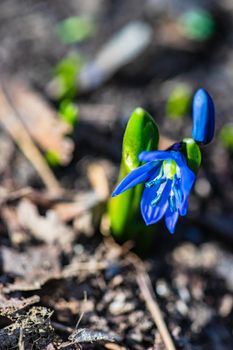 First spring blue Scilla siberica  flowers in a wild forest