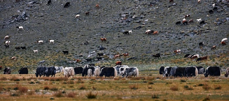 Herd of yaks. Carlike in Mongolia. A herd of Animals on the pasture.