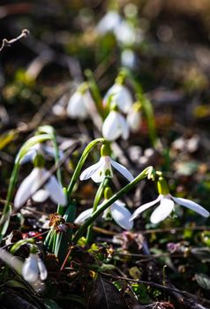 White snowdrop flowers in a forest as a spring time card