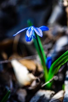 First spring blue Scilla siberica  flowers in a wild forest