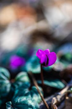 First spring flowers in the wood Erythronium Sibiricum, spring time card concept