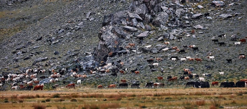Herd of yaks. Carlike in Mongolia. A herd of Animals on the pasture.