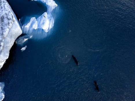 Aerial view of Glacier lagoon in Iceland. Seals on the ice