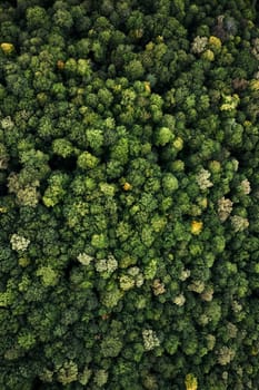 Forest with a bird's eye view. shooting from drone