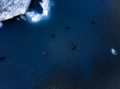Aerial view of Glacier lagoon in Iceland. Seals on the ice