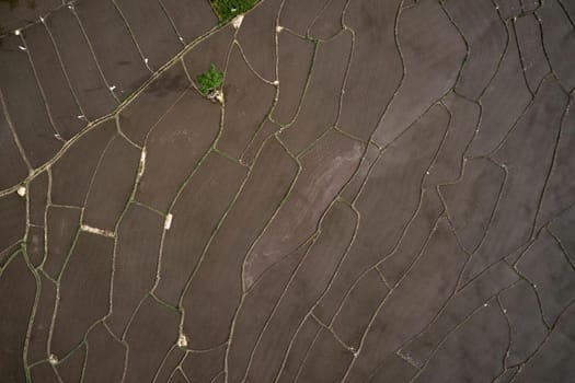 Aerial view of Planted Rice fields. geometry of agriculture. Bali, Indonesia