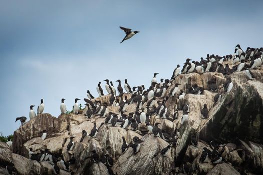 Seabirds Common Murre gather on a cliff