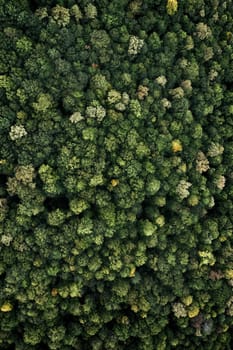 Forest with a bird's eye view. shooting from drone