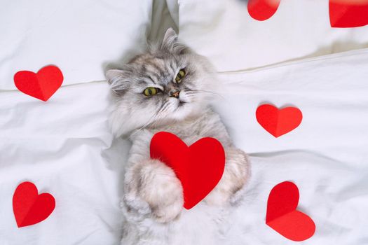Beautiful grey persian cat lying on the white bed with red hearts. Pets love concept. High quality photo