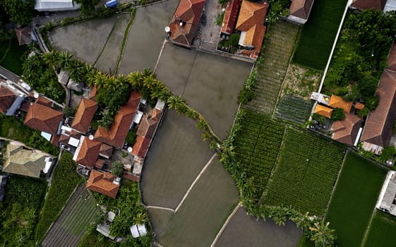 Top view or aerial shot of fresh green and yellow rice fields. Aerial view of Planted Rice fields and rural villages, geometry of agriculture. Bali, Indonesia