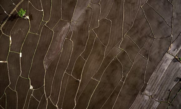 Aerial view of Planted Rice fields. geometry of agriculture. Bali, Indonesia