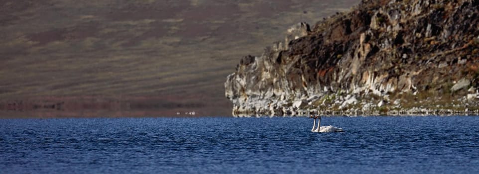 White Swans on the lake. Birdwatching on the lake and the foothills of the Altai, Mongolia.