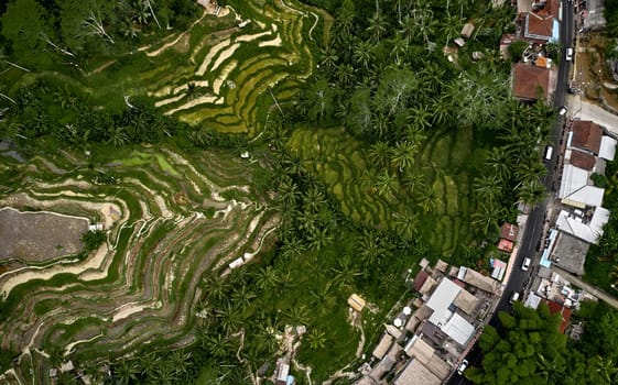 Top view or aerial shot of fresh green and yellow rice fields. Aerial view of Planted Rice fields and rural villages, geometry of agriculture. Bali, Indonesia