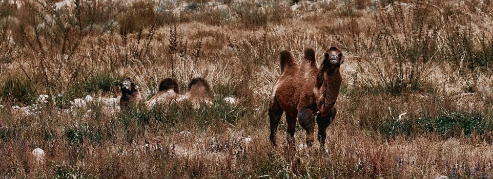 Bactrian Camel in the Gobi desert, Mongolia. A herd of Animals on the pasture.