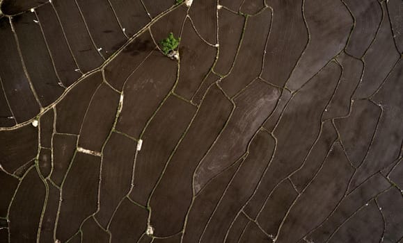 Aerial view of Planted Rice fields. geometry of agriculture. Bali, Indonesia