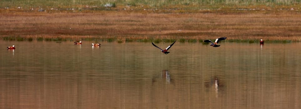 Wild ducks on the lake. Birdwatching on the lake and the foothills of the Altai, Mongolia.