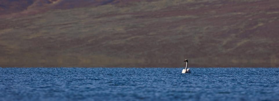 White Swans on the lake. Birdwatching on the lake and the foothills of the Altai, Mongolia.