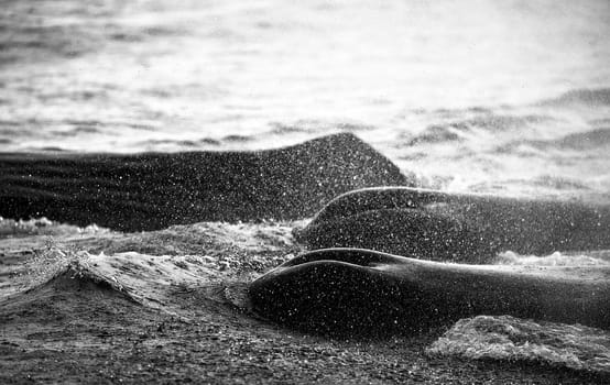 Whale watching. Group of sperm whales breathes air. Splashes and chalks of whales above the sea. Sea Safari (Whale safari). Physéter macrocéphalus