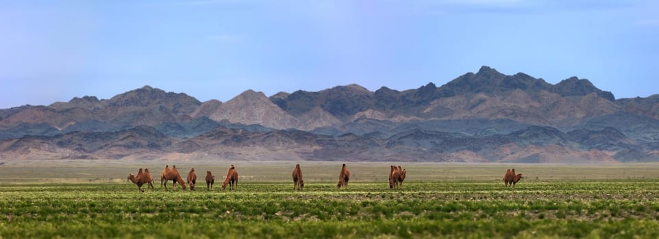 Bactrian camel in the steppes of Mongolia. Camels on the background of mountains . The transport of the nomad. A herd of animals on a pasture.