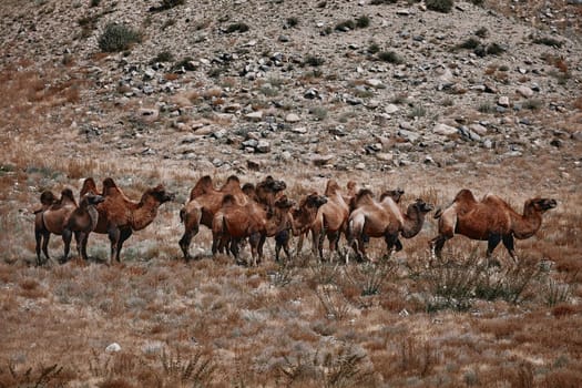 Bactrian Camel in the Gobi desert, Mongolia. A herd of Animals on the pasture.