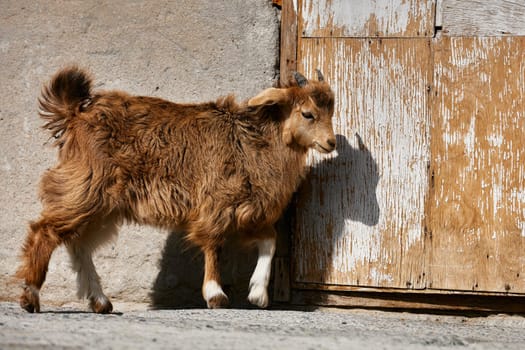 Mongolian goats. Source of meat, milk and wool. Goat Cashmere and cheese have become favorite Souvenirs of tourists.
