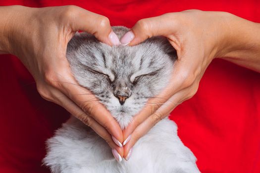 Woman with cute cat making a heart shape with her hands. Love for the animals. Pets and human love. High quality photo